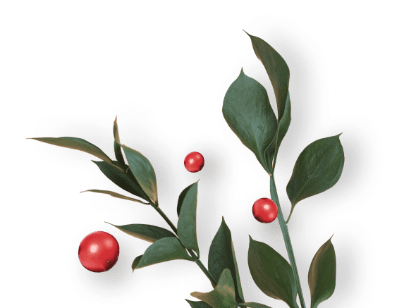 Ruscus